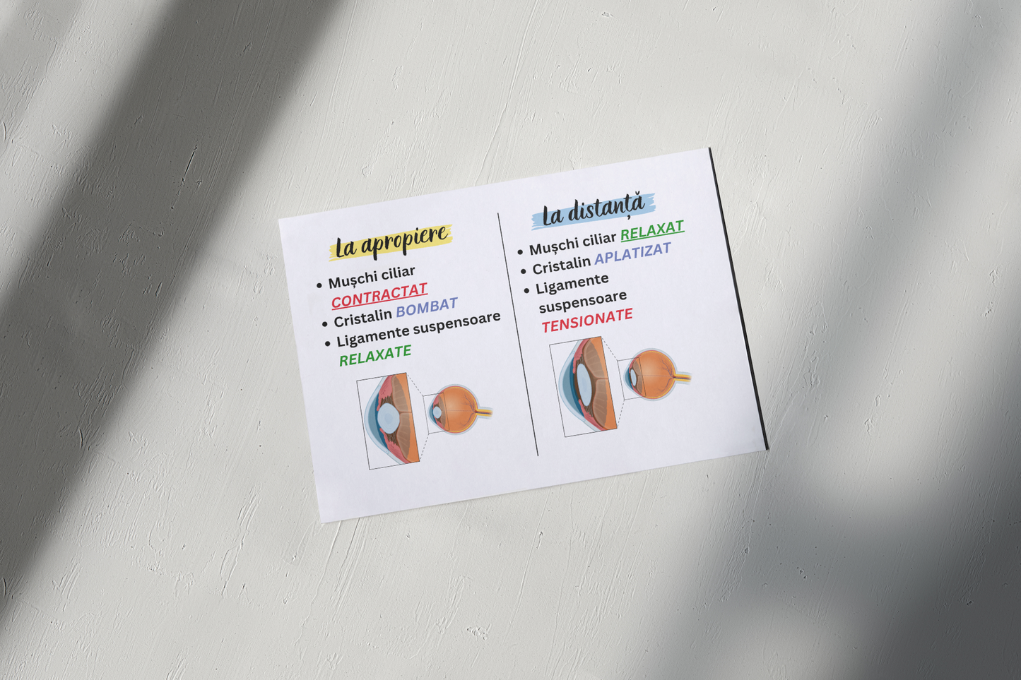 Flashcarduri Fiziologie - Analizatori