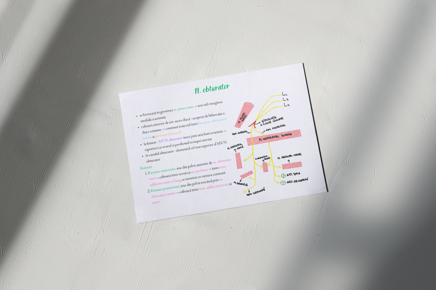 Flashcarduri Anatomie - Peretele abdominal, membrul inferior