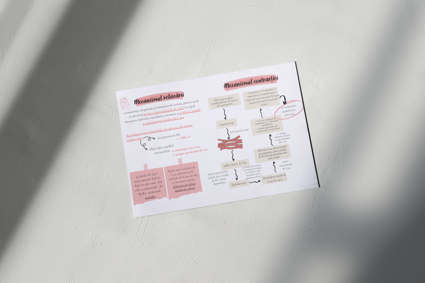 Flashcarduri Fiziologie - Cardiologie