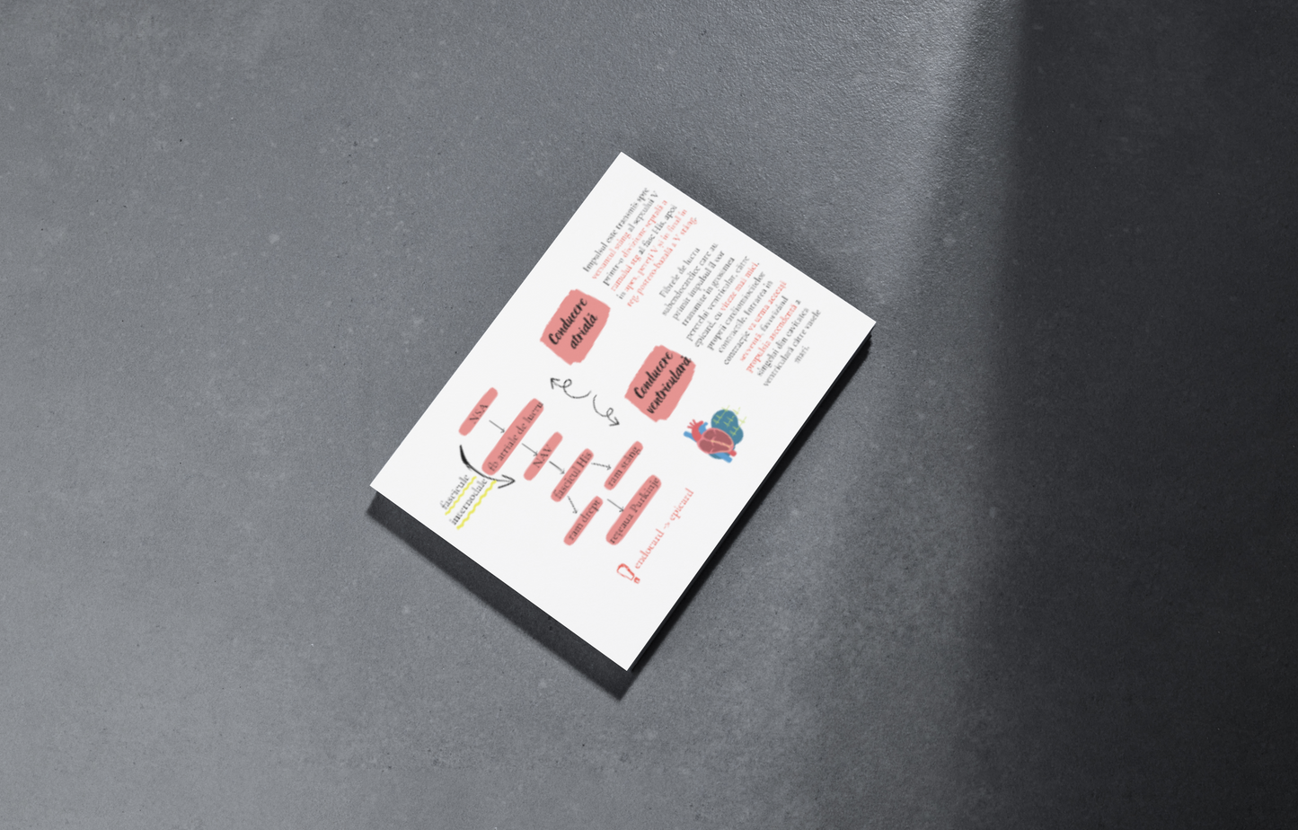 Flashcarduri Fiziologie - Cardiologie