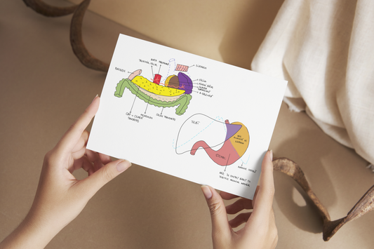 Flashcarduri Anatomie - Abdomen