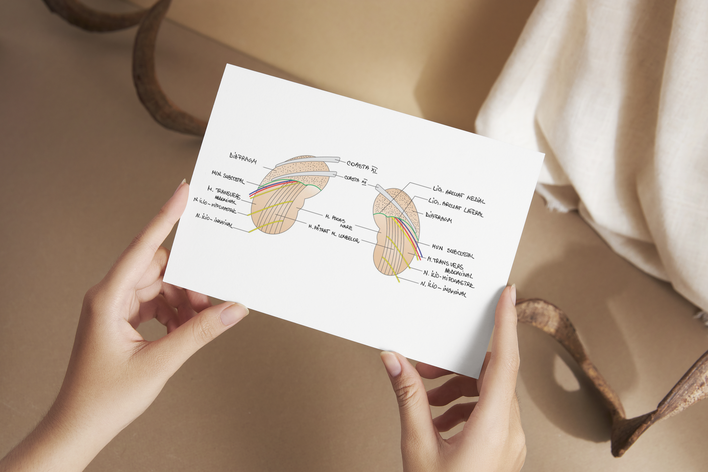 Flashcarduri Anatomie -Pelvis