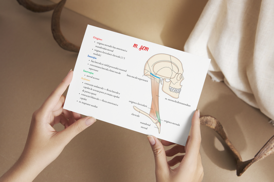 Flashcarduri Anatomie - Cap și gât