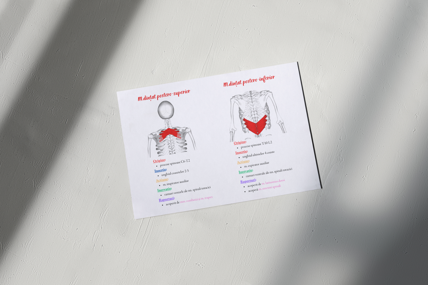 Flashcarduri Anatomie - Membrul superior, spatele, pereții toracelui