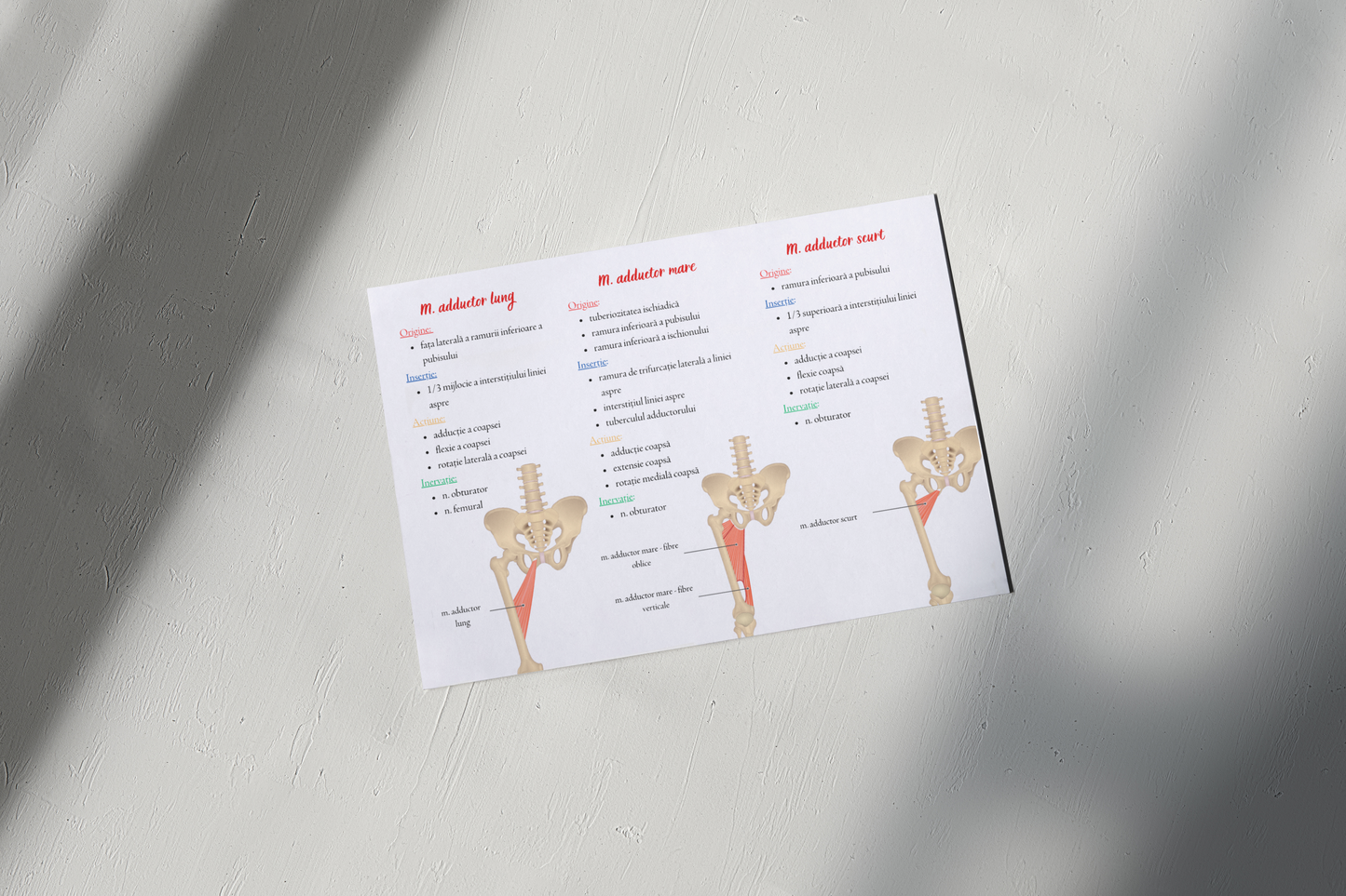 Flashcarduri Anatomie - Peretele abdominal, membrul inferior + Membrul superior, spatele, pereții toracelui