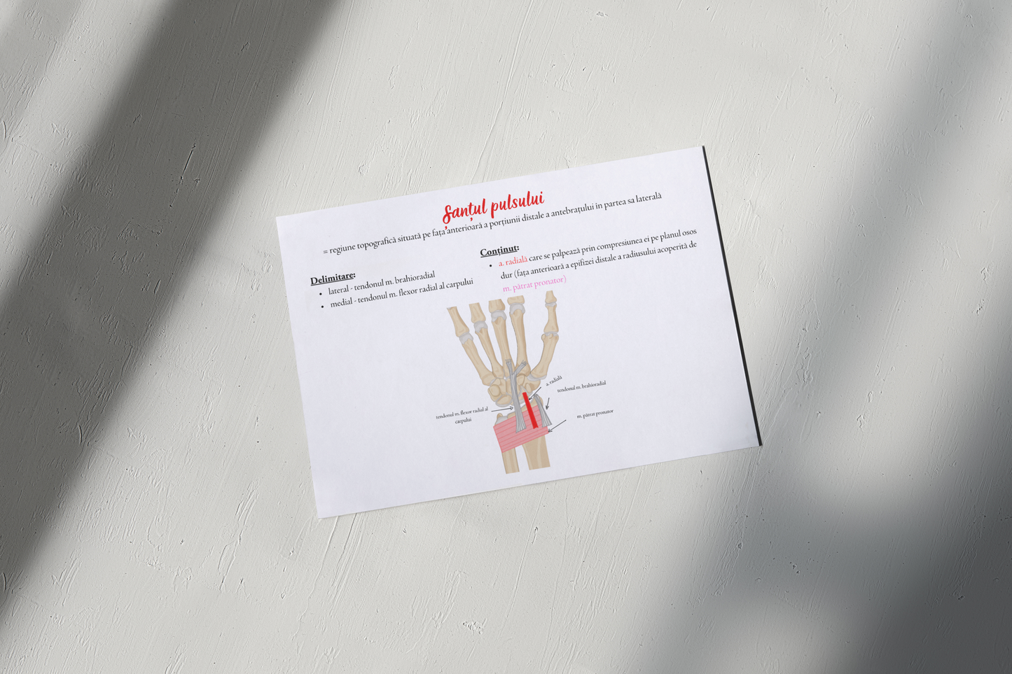 Flashcarduri Anatomie - Peretele abdominal, membrul inferior + Membrul superior, spatele, pereții toracelui