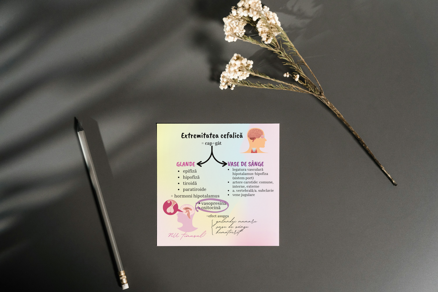 Set Flashcarduri Asocieri Corint - set 1